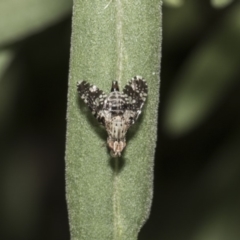 Tephritidae sp. (family) at Acton, ACT - 8 Feb 2019