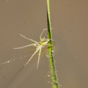 Pisauridae (family) at Dunlop, ACT - 2 Jan 2019 10:47 AM