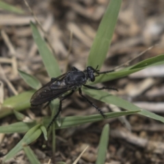 Apothechyla sp. (genus) (Robber fly) at Jerrabomberra Wetlands - 16 Dec 2018 by Alison Milton