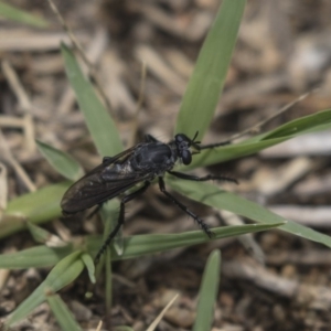 Apothechyla sp. (genus) at Fyshwick, ACT - 16 Dec 2018 11:55 AM