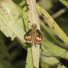 Ocybadistes walkeri (Green Grass-dart) at Acton, ACT - 7 Feb 2019 by Alison Milton