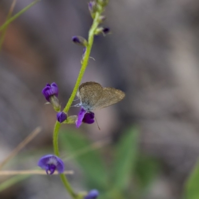 Zizina otis (Common Grass-Blue) at The Pinnacle - 20 Dec 2018 by Alison Milton