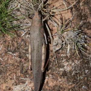 Pardillana limbata at Majura, ACT - 2 Feb 2019