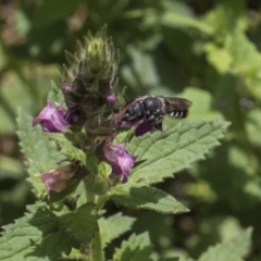 Megachile sp. (several subgenera) (Resin Bees) at Acton, ACT - 8 Feb 2019 by AlisonMilton