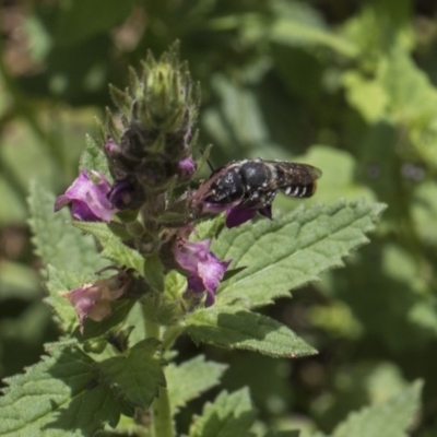 Megachile sp. (several subgenera) (Resin Bees) at Acton, ACT - 8 Feb 2019 by Alison Milton