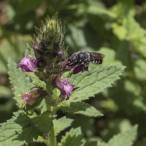 Megachile sp. (several subgenera) at Acton, ACT - 8 Feb 2019 12:04 PM