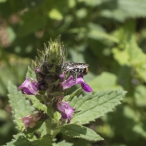 Megachile sp. (several subgenera) at Acton, ACT - 8 Feb 2019 12:04 PM