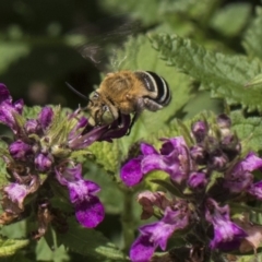 Amegilla (Zonamegilla) asserta (Blue Banded Bee) at Acton, ACT - 8 Feb 2019 by Alison Milton