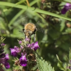 Amegilla (Zonamegilla) asserta at Acton, ACT - 8 Feb 2019 12:19 PM