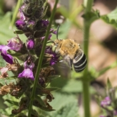 Amegilla (Zonamegilla) asserta at Acton, ACT - 8 Feb 2019