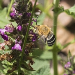 Amegilla (Zonamegilla) asserta at Acton, ACT - 8 Feb 2019 12:19 PM