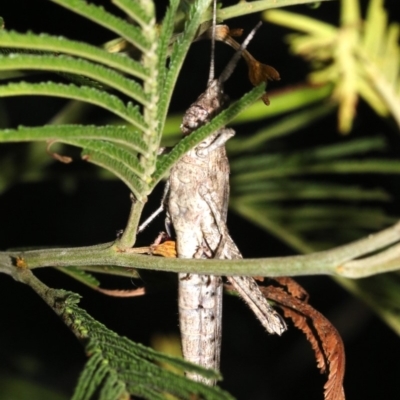 Coryphistes ruricola (Bark-mimicking Grasshopper) at Ainslie, ACT - 8 Feb 2019 by jbromilow50