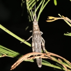 Coryphistes ruricola at Ainslie, ACT - 8 Feb 2019