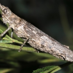Coryphistes ruricola at Ainslie, ACT - 8 Feb 2019 10:40 PM