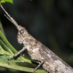 Coryphistes ruricola at Ainslie, ACT - 8 Feb 2019 10:40 PM