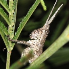 Coryphistes ruricola at Ainslie, ACT - 8 Feb 2019 10:40 PM