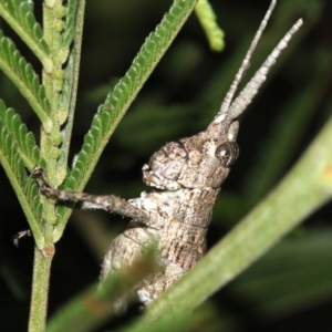 Coryphistes ruricola at Ainslie, ACT - 8 Feb 2019