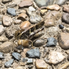 Gastrimargus musicus (Yellow-winged Locust or Grasshopper) at Acton, ACT - 8 Feb 2019 by Alison Milton