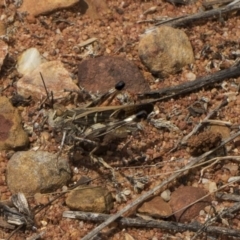 Oedaleus australis (Australian Oedaleus) at Hackett, ACT - 8 Feb 2019 by AlisonMilton