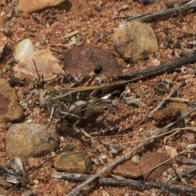 Oedaleus australis (Australian Oedaleus) at Hackett, ACT - 8 Feb 2019 by Alison Milton
