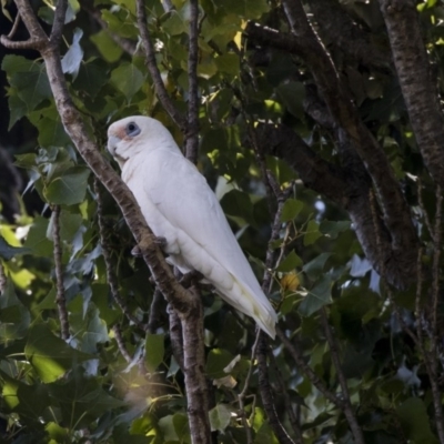 Cacatua sanguinea (Little Corella) at Yass, NSW - 7 Feb 2019 by AlisonMilton