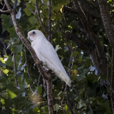 Cacatua sanguinea (Little Corella) at Yass, NSW - 7 Feb 2019 by Alison Milton