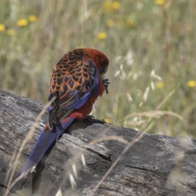 Platycercus elegans (Crimson Rosella) at Hawker, ACT - 5 Jan 2019 by Alison Milton