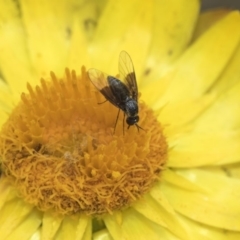 Geron nigralis (Slender bee fly) at Acton, ACT - 8 Feb 2019 by Alison Milton