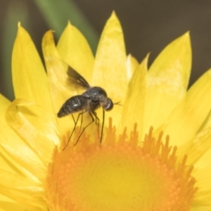 Geron nigralis at Acton, ACT - 8 Feb 2019