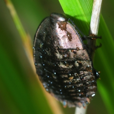 Polyzosteria viridissima (Alpine Metallic Cockroach) at East Jindabyne, NSW - 5 Feb 2019 by Harrisi