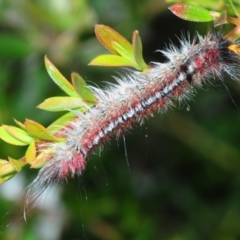 Chenuala heliaspis (Rose Anthelid) at East Jindabyne, NSW - 5 Feb 2019 by Harrisi