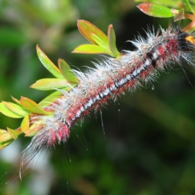 Chenuala heliaspis (Rose Anthelid) at East Jindabyne, NSW - 5 Feb 2019 by Harrisi