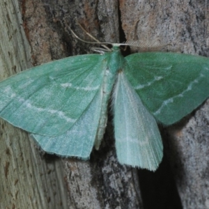 Euloxia hypsithrona at East Jindabyne, NSW - suppressed