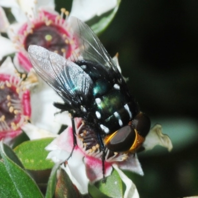 Amenia leonina group (albomaculata-leonina species group) (Yellow-headed Blowfly) at Kosciuszko National Park - 6 Feb 2019 by Harrisi