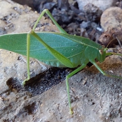 Caedicia simplex (Common Garden Katydid) at Bawley Point, NSW - 10 Feb 2019 by GLemann