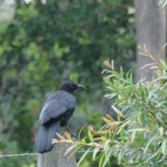 Corcorax melanorhamphos (White-winged Chough) at Morton, NSW - 5 Feb 2019 by vivdavo