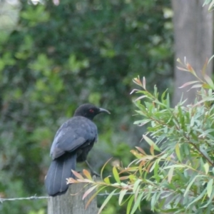 Corcorax melanorhamphos at Morton, NSW - 5 Feb 2019