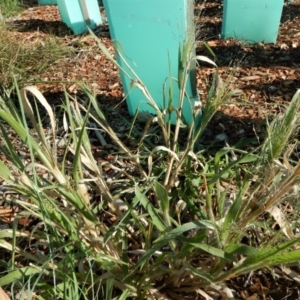 Panicum capillare/hillmanii at Cook, ACT - 10 Feb 2019 08:35 AM