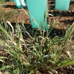 Panicum capillare/hillmanii (Exotic/Invasive Panic Grass) at Cook, ACT - 9 Feb 2019 by CathB