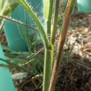 Panicum capillare/hillmanii at Cook, ACT - 10 Feb 2019 08:35 AM