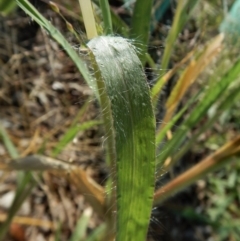 Panicum capillare/hillmanii at Cook, ACT - 10 Feb 2019