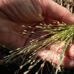 Panicum capillare/hillmanii at Cook, ACT - 10 Feb 2019 08:35 AM