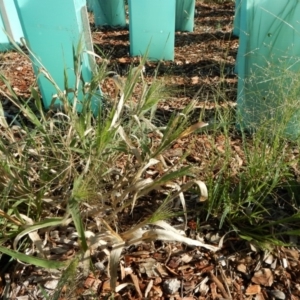 Panicum capillare/hillmanii at Cook, ACT - 10 Feb 2019 08:35 AM