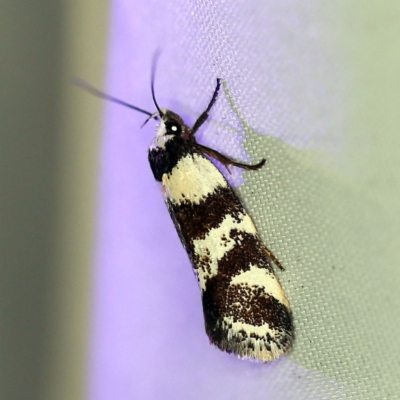 Isomoralla eriscota (A concealer moth) at O'Connor, ACT - 6 Feb 2019 by ibaird