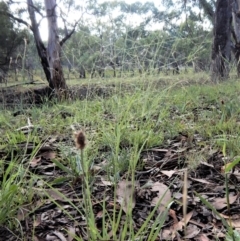 Eragrostis trachycarpa (Rough-grain Lovegrass) at Dunlop, ACT - 8 Feb 2019 by CathB