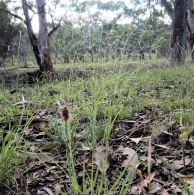 Eragrostis trachycarpa (Rough-grain Lovegrass) at Dunlop, ACT - 9 Feb 2019 by CathB