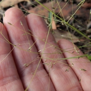 Eragrostis trachycarpa at Dunlop, ACT - 9 Feb 2019