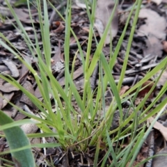 Eragrostis trachycarpa at Dunlop, ACT - 9 Feb 2019
