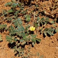Tribulus terrestris (Caltrop, Cat-head) at Cook, ACT - 10 Feb 2019 by CathB