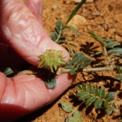 Tribulus terrestris at Cook, ACT - 10 Feb 2019